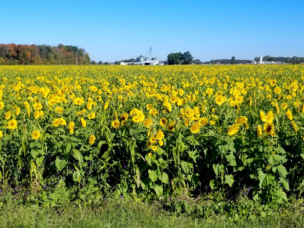 Sunflowers grow as cover crop in a test plot.