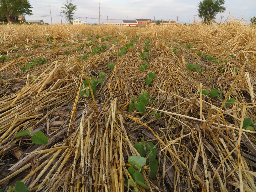Beans emerge in a no-till field treated with herbicide.