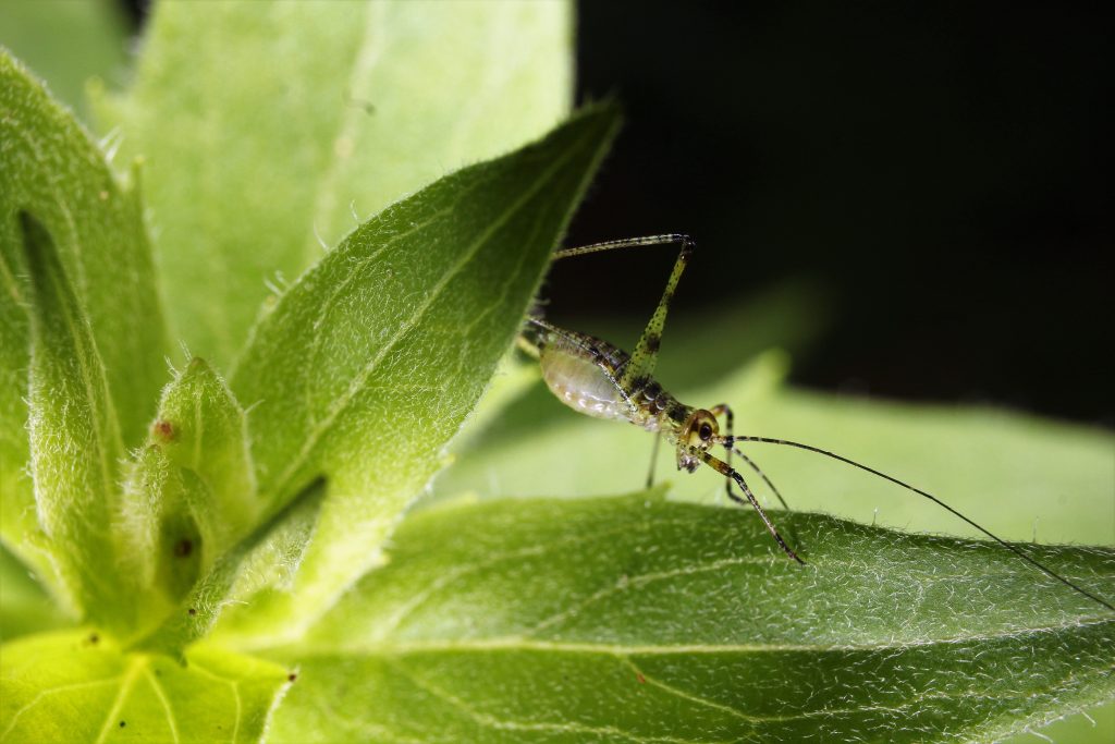 Insects pose a threat to crops. Pesticides can reduce crop losses.